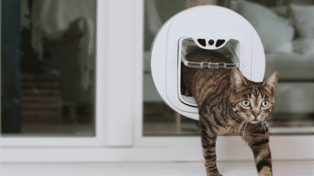 Image from No More Kitty Doorman Duties: Introducing Pawly Door