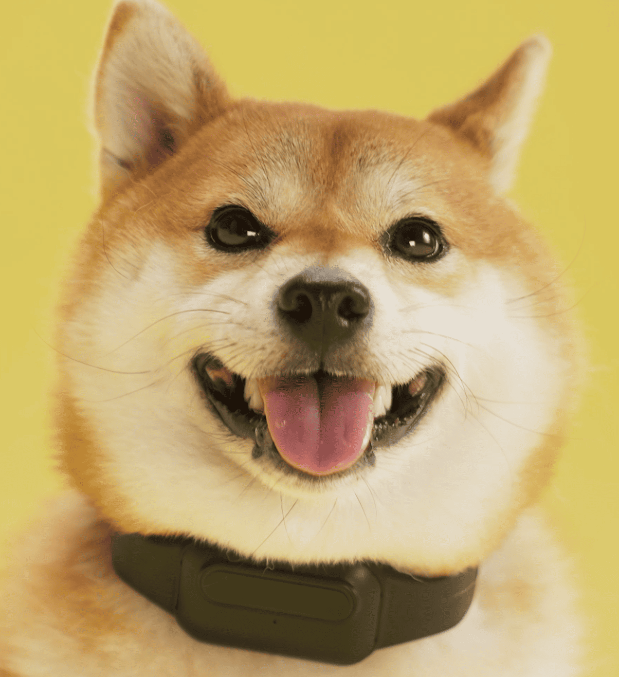 Image from The Collar That Speaks Dog: HushPuppy