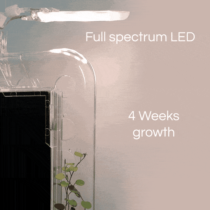 Image from Seeing Green?  Monitree Brings Living Plants to Your Desktop Monitor